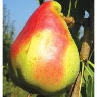 Саджанець Груша Мадам Балле